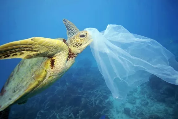 Tortuga comiendo plastico